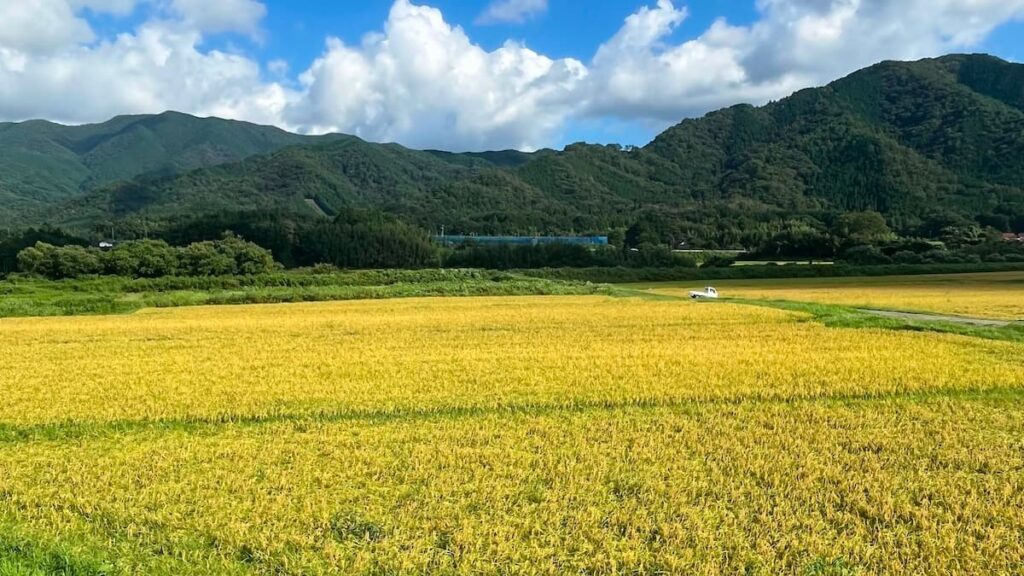 阿東・徳佐の田園風景、黄金色に輝く稲穂と山並みの景色