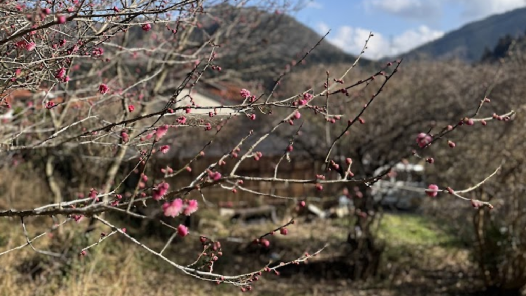 山口市阿東篠目にある古民家宿「かんぬしの宿」と紅梅の春の風景