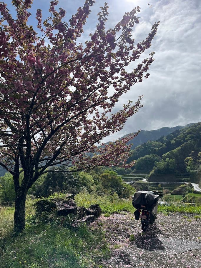 二上神社近くの山道に停めたスーパーカブと桜の木