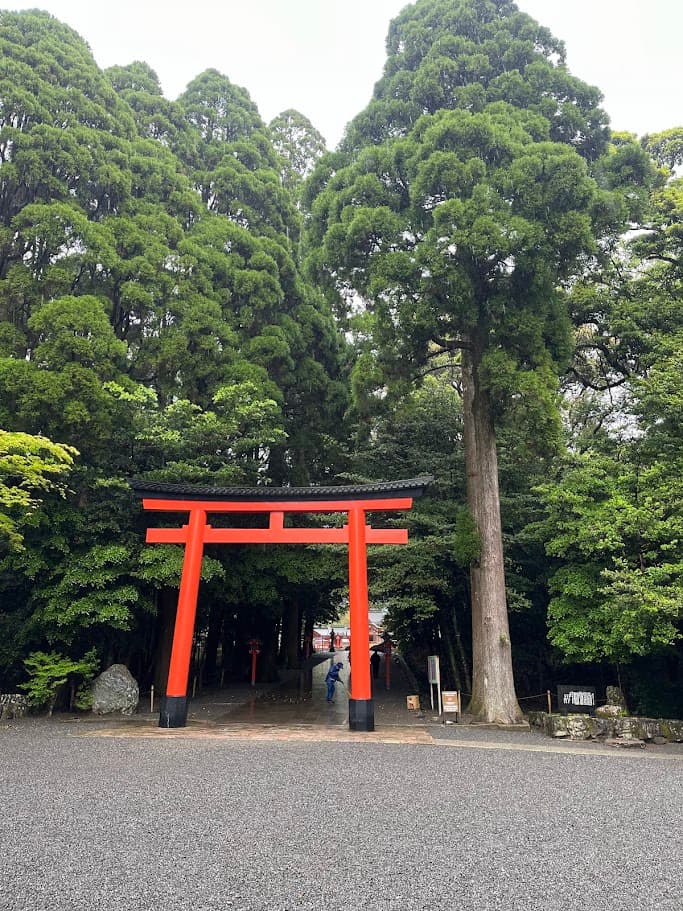 霧島神宮の朱色の鳥居と大きな杉の木